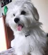 Puppies for sale Canada, British Columbia, Vancouver Maltese, Maltese