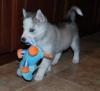 Puppies for sale Cyprus, Limassol Other breed
