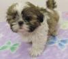 Puppies for sale Austria, Vienna Shih Tzu