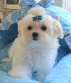 Puppies for sale Cyprus, Paphos Maltese