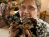 Puppies for sale USA, Nevada Yorkshire Terrier