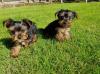 Puppies for sale Germany, Berlin Yorkshire Terrier