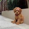 Puppies for sale Netherlands, Borne Labrador