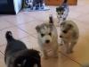 Puppies for sale USA, Alabama Haski