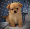 Puppies for sale Sweden, Helsingborg Chihuahua