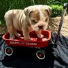 Puppies for sale USA, Massachusetts English Bulldog
