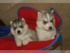 Puppies for sale United Kingdom, Birmingham Haski