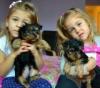 Puppies for sale Canada, British Columbia Yorkshire Terrier