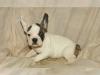 Puppies for sale Germany, Berlin French Bulldog