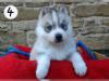 Puppies for sale Ukraine, Kharkiv Haski