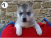 Puppies for sale Estonia, Narva Haski