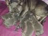 Puppies for sale France, Paris French Bulldog