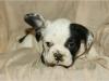 Puppies for sale Germany, Dortmund French Bulldog