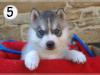 Puppies for sale Sweden, Leksand Haski