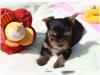 Puppies for sale Finland, Helsinki Yorkshire Terrier