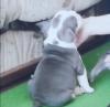 Puppies for sale Slovenia, Krusevac English Bulldog