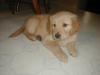 Puppies for sale Germany, Halle Golden Retriever