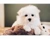 Puppies for sale Cyprus, Ayia Napa Maltese