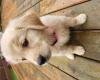 Puppies for sale Cyprus, Paphos Golden Retriever