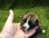 Puppies for sale Cyprus, Larnaca Akita