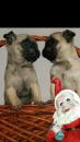 Puppies for sale Slovenia, Belgrade Pug