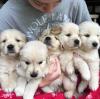 Puppies for sale Austria,  Golden Retriever