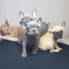 Puppies for sale Spain, Oviedo French Bulldog