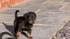 Puppies for sale Denmark, Aarhus Rottweiler