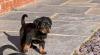 Puppies for sale Germany, Frankfurt an der Oder Rottweiler