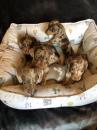 Puppies for sale United Kingdom, Aberdeen Dachshund