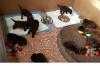 Puppies for sale Germany, Berlin Labrador