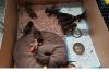 Puppies for sale Netherlands, Amsterdam Labrador