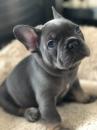 Puppies for sale France, Paris French Bulldog