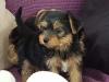 Puppies for sale Czech Republic, Prague Yorkshire Terrier