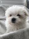 Puppies for sale Germany, Ilmenau Maltese