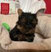 Puppies for sale USA, Rhode Island Yorkshire Terrier