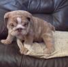 Puppies for sale Spain, Badajoz English Bulldog
