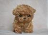 Puppies for sale Slovakia, Hradec Kralove Poodle