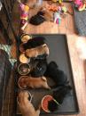 Puppies for sale Cyprus, Limassol Pug