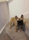 Puppies for sale Greece, Thessaloniki French Bulldog