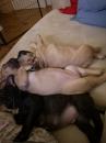 Puppies for sale Cyprus, Limassol French Bulldog