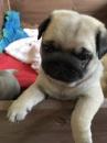 Puppies for sale Latvia, Jekabpils Pug