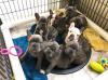 Puppies for sale Cyprus, Nicosia French Bulldog