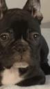 Puppies for sale Finland, Rovaniemi French Bulldog