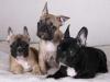 Puppies for sale Finland, Oulu French Bulldog