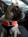 Puppies for sale Greece, Patra French Bulldog
