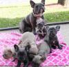 Puppies for sale Spain, Valladolid French Bulldog