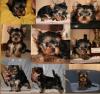 Puppies for sale Austria, Graz Yorkshire Terrier