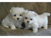 Puppies for sale Austria, Graz Maltese