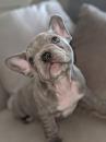Puppies for sale Sweden, Malmo French Bulldog